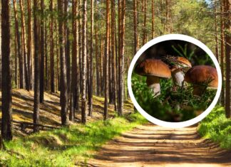 Gdzie na grzyby pod Wrocławiem? 7 miejsc na jesienne grzybobranie