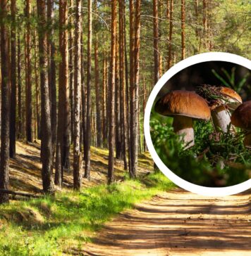 Gdzie na grzyby pod Wrocławiem? 7 miejsc na jesienne grzybobranie