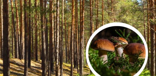 Gdzie na grzyby pod Wrocławiem? 7 miejsc na jesienne grzybobranie