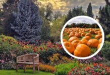 Festiwal Dyni 2025 już jutro w Ogrodzie Botanicznym we Wrocławiu