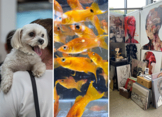 Targi rzeczy różnorakich. Sprawdź, jakie targi odbędą się w najbliższy weekend we Wrocławiu! Na zdjęciu zestawienie zdjęć - pies, rybki, sztuka