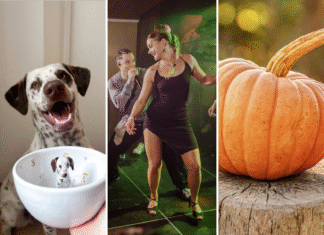 Festiwale i Targi we Wrocławiu. Sprawdź, co będzie się działo w ten weekend! Na zdjęciu zestawienie zdjęć - Filiżanka ze studia Magenta, występ w La Rumba oraz dynia