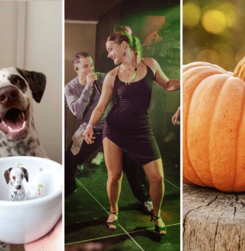 Festiwale i Targi we Wrocławiu. Sprawdź, co będzie się działo w ten weekend! Na zdjęciu zestawienie zdjęć - Filiżanka ze studia Magenta, występ w La Rumba oraz dynia