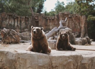 Wrocław: Wrocławskie ZOO wspiera ogrody zoologiczne na Ukrainie