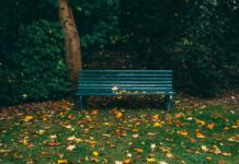 Wrocław: Park Pilczycki – cenny kawałek lasu. Historia i ciekawostki mało znanej zielonej oazy miasta