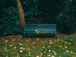 Wrocław: Park Pilczycki – cenny kawałek lasu. Historia i ciekawostki mało znanej zielonej oazy miasta