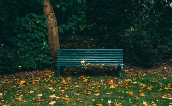 Wrocław: Park Pilczycki – cenny kawałek lasu. Historia i ciekawostki mało znanej zielonej oazy miasta