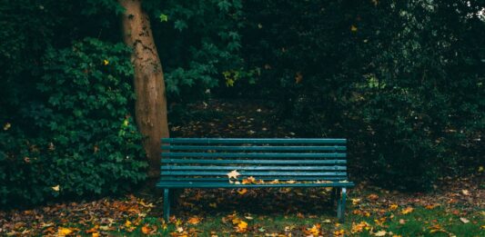 Wrocław: Park Pilczycki – cenny kawałek lasu. Historia i ciekawostki mało znanej zielonej oazy miasta