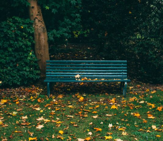 Wrocław: Park Pilczycki – cenny kawałek lasu. Historia i ciekawostki mało znanej zielonej oazy miasta