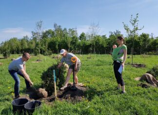 Posadź drzewko z okazji przyjścia na świat Twojego dziecka! 300 drzewek czeka