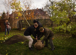 3,5 mln złotych za nowe nasadzenia we Wrocławiu. Ponad 1500 drzew i 45 tysięcy krzewów!