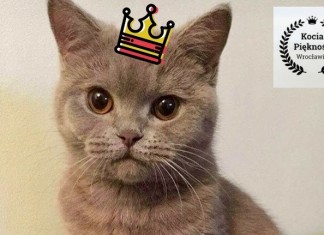 Znamy wyniki konkursu na Kocią Piękność Wrocławia!