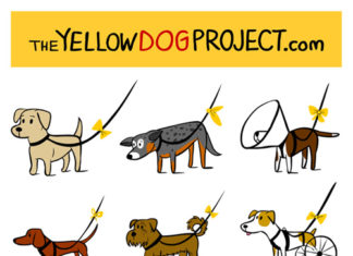 Po co psu żółta kokarda? Program Yellow Dog we Wrocławiu. psy z żółtą kokardą