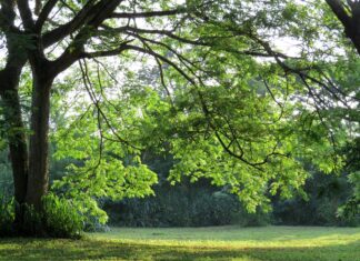 Park Wschodni – najdzikszy spośród wszystkich parków we Wrocławiu