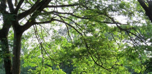 Park Wschodni – najdzikszy spośród wszystkich parków we Wrocławiu