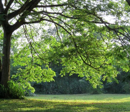 Park Wschodni – najdzikszy spośród wszystkich parków we Wrocławiu