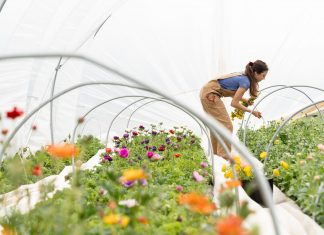 Kilkudziesięciu wystawców z całej Polski. Po raz czwarty kiermasz ogrodniczy na Partynicach!