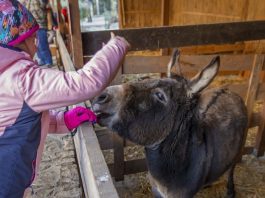 Wrocław: Żywa Szopka. Gdzie i do kiedy można ją odwiedzić?