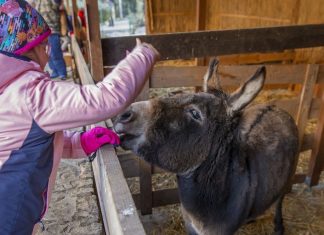 Wrocław: Żywa Szopka. Gdzie i do kiedy można ją odwiedzić?