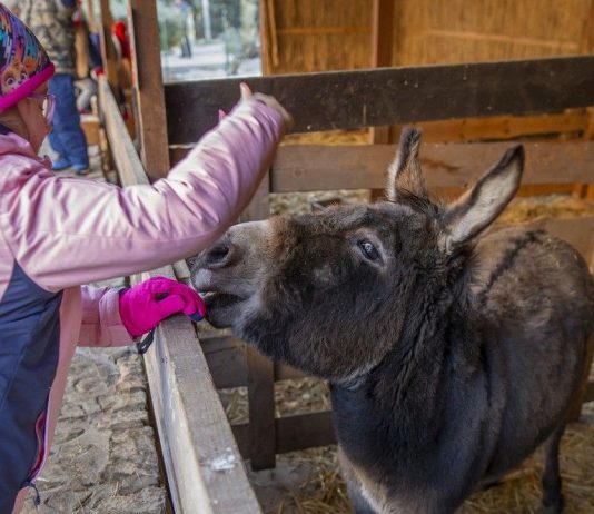 Wrocław: Żywa Szopka. Gdzie i do kiedy można ją odwiedzić?